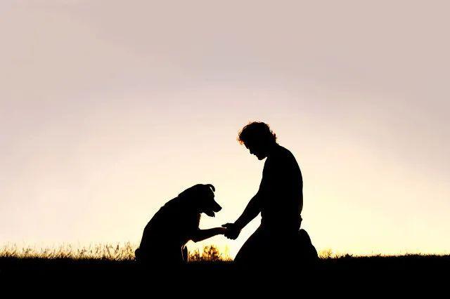 科技之光引领狂犬病突破，未来生活革新之旅的启程点